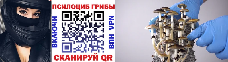 купить  цена  Томмот  дарк нет состав  Галлюциногенные грибы прущие грибы 